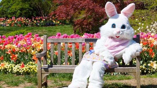 Easter Bunny Arriving At Walden Galleria Friday Wgrz