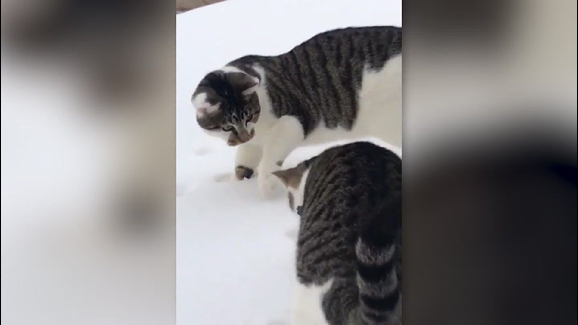 Kittens experience snow for the first time 