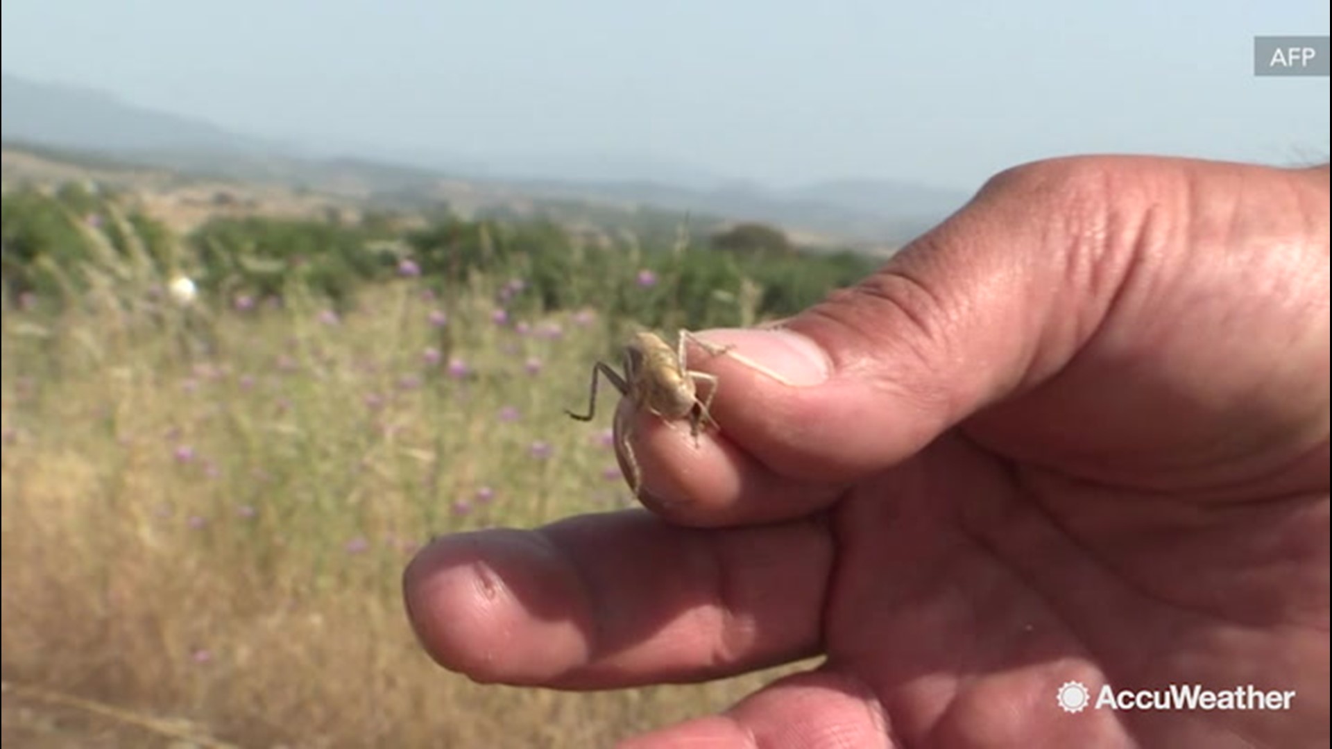 Farmers in Sardinia, Italy, have inspected their crops and estimate that a swarm of locust have destroyed at nearly 5,000 acres.