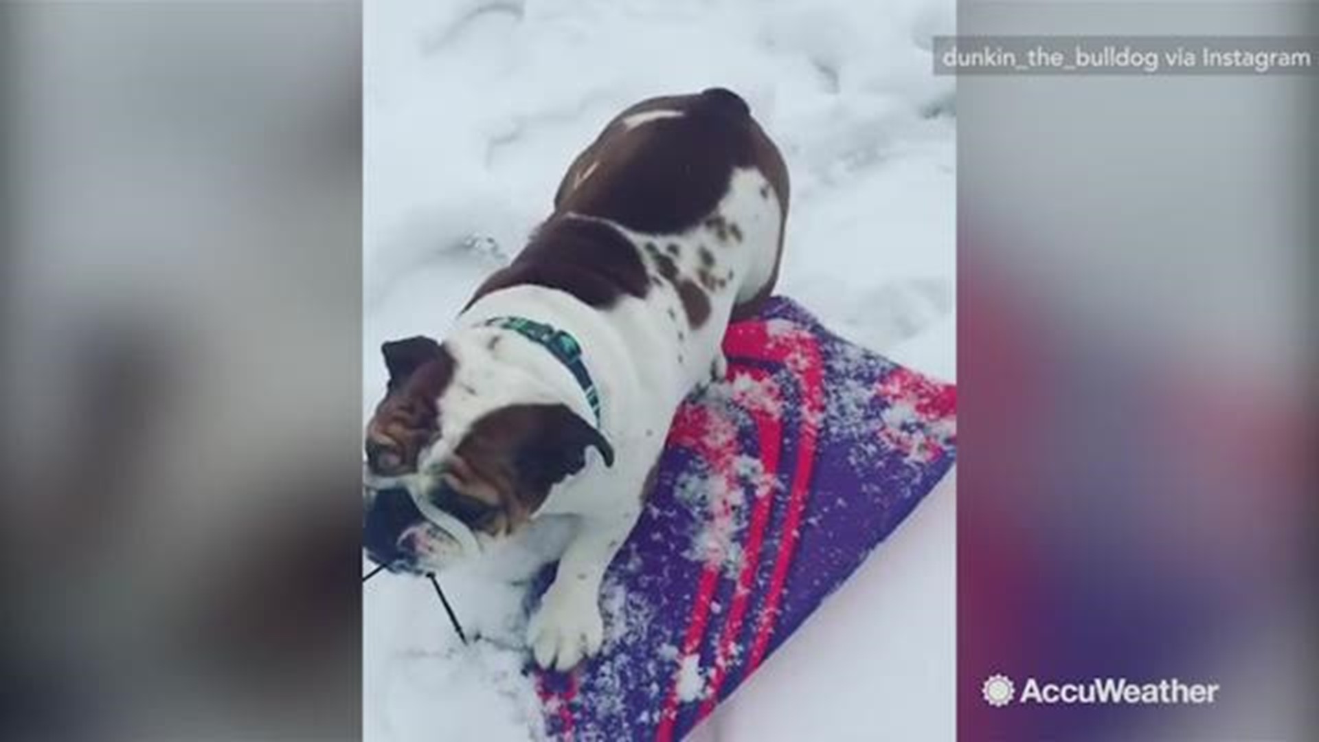 Dunkin, the bulldog, is enjoying all the snow they got from the snowstorm. He's seen here sledding in Cary, North Carolina on December 10.