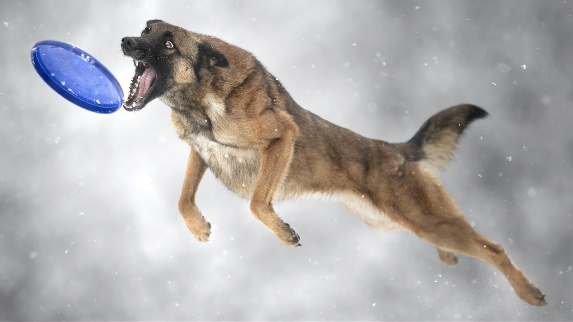 dog catching frisbee