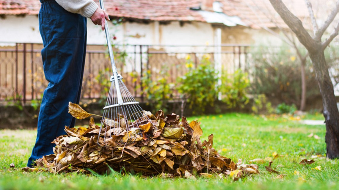 here-s-why-you-don-t-need-to-rake-your-leaves-wgrz