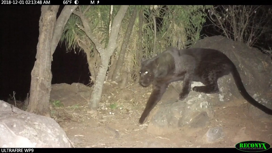 Rare 'black panthers' captured on camera in Kenya | wgrz.com