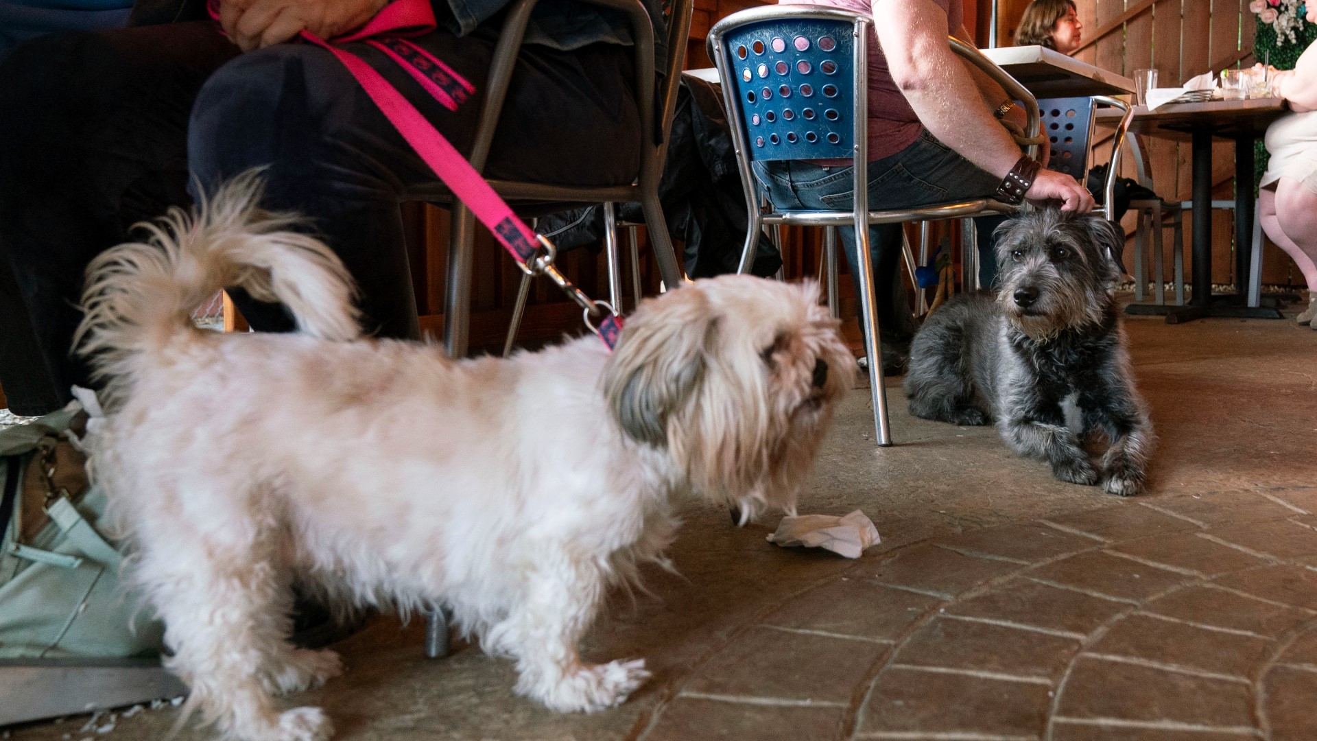 Just in time for the summer dining season, the U.S. government has issued new guidance saying restaurants can have dogs in their outdoor spaces.
