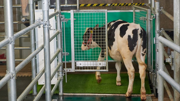 No bull: Scientists potty train cows to use 'MooLoo'