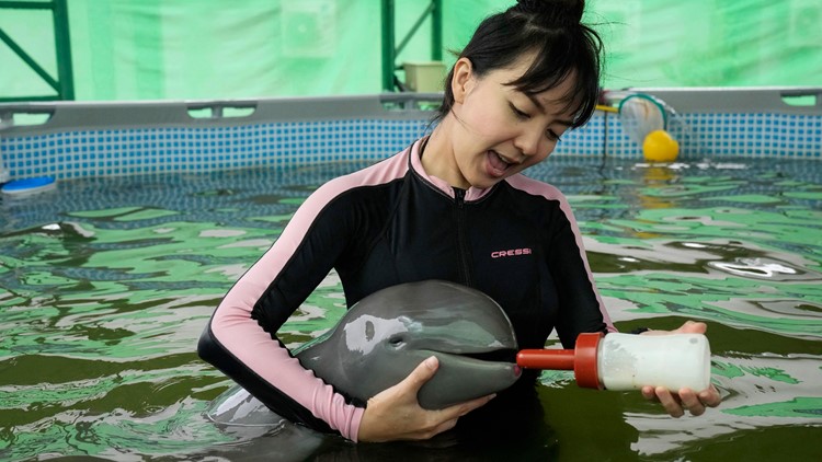 'Giving him a chance to live': Volunteers help baby dolphin found in tidal pool