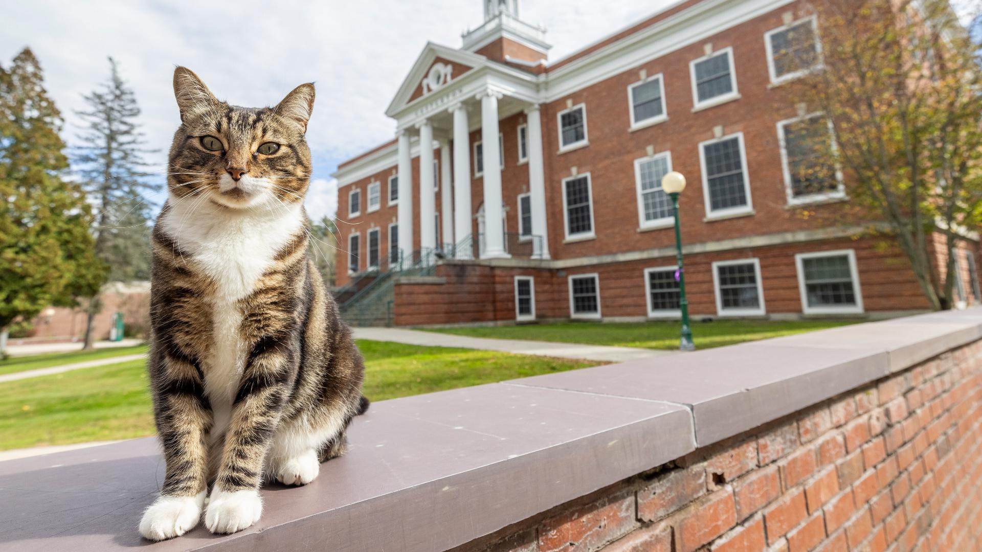 Vermont university grants campus cat an honorary degree