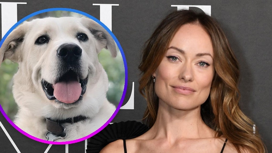 L.A.'s MaeDay Rescue Refutes Olivia Wilde's ExNanny's Claim She