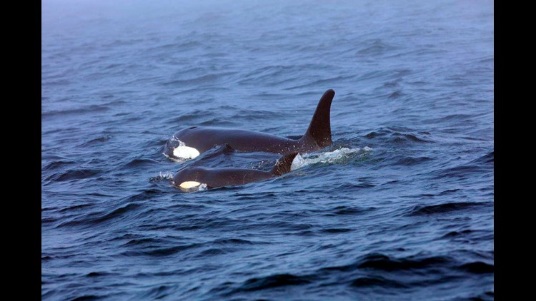 orca calf nursing