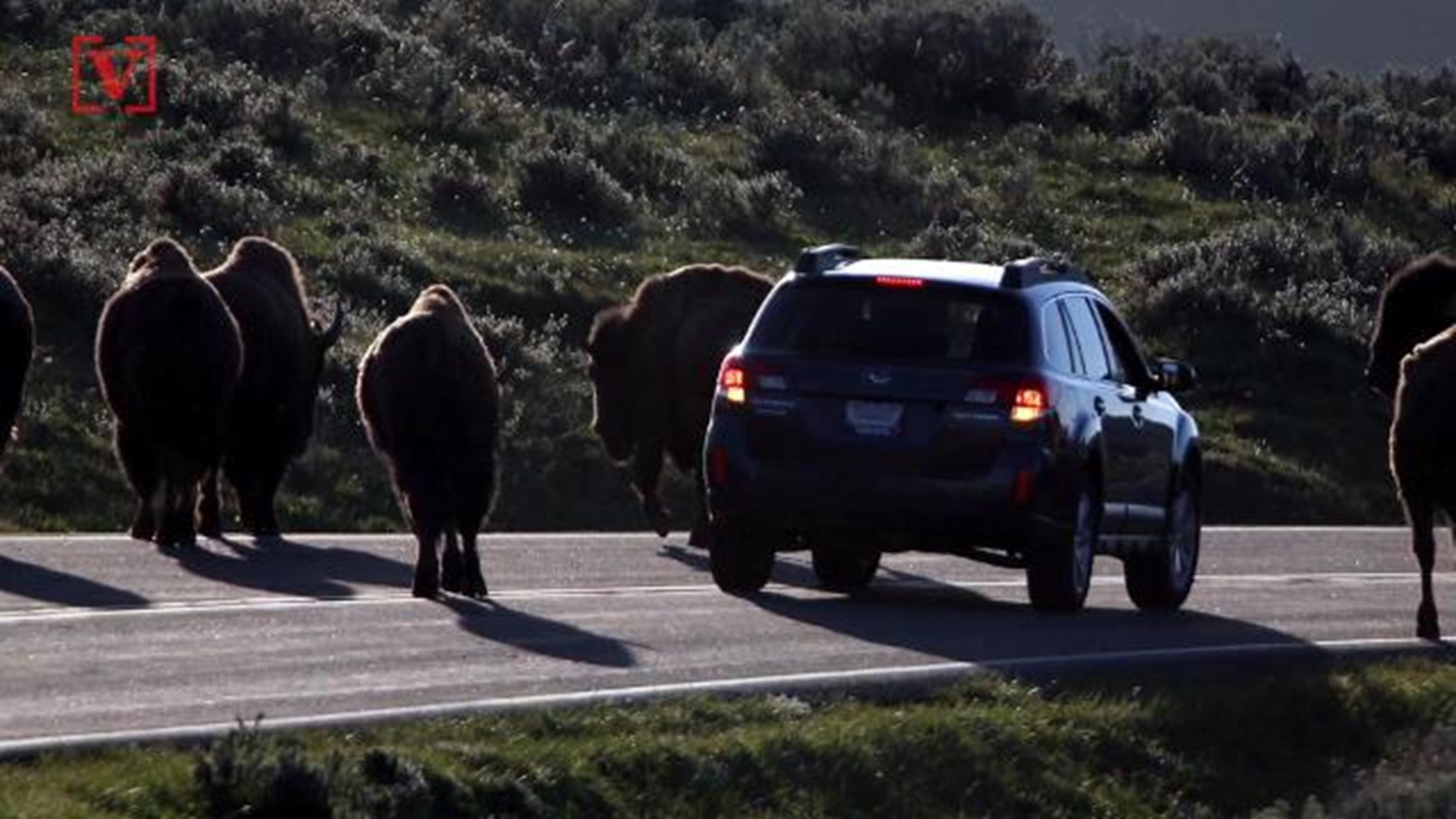Another Person Gored In Bison Attack In Yellowstone National Park Wgrz Com