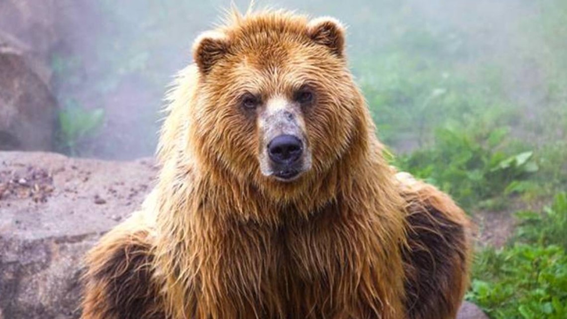 Minnesota Zoo announces death of grizzly bear Kenai | wgrz.com