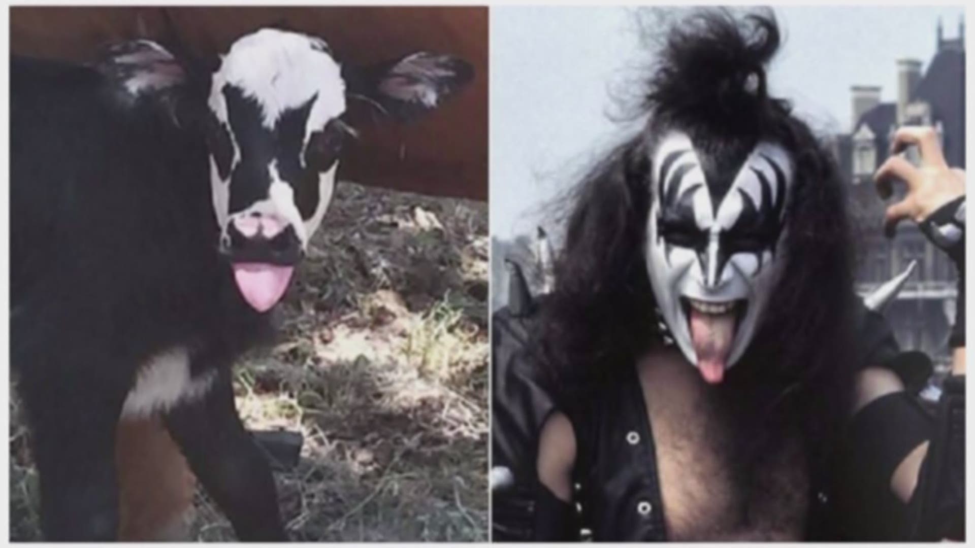 It's not often that an animal has a celebrity twin. But this Kerrville cow does! Meet Genie, who looks just like KISS rocker Gene Simmons.
