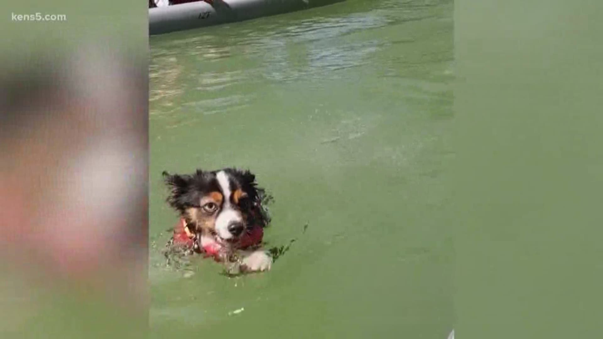 A local woman says her dog died minutes after a swim in the Guadalupe River.