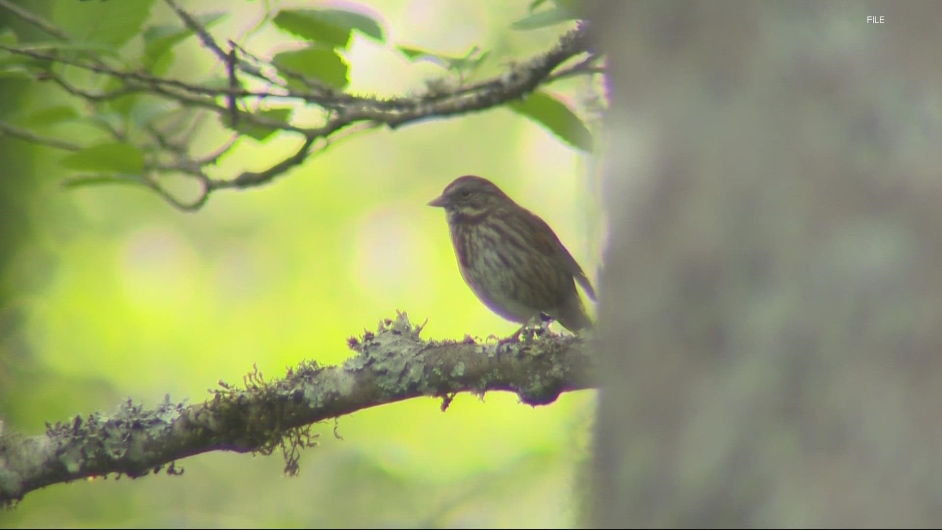 An estimated 3.9 million birds will fly over Oregon for spring migration. The Portland Audubon is asking people to help by turning off unnecessary lights at night.