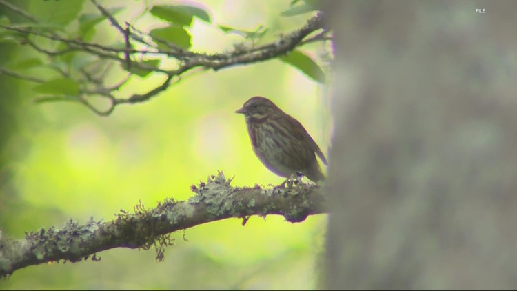In light of namesake’s racist history, Portland Audubon searches for new name