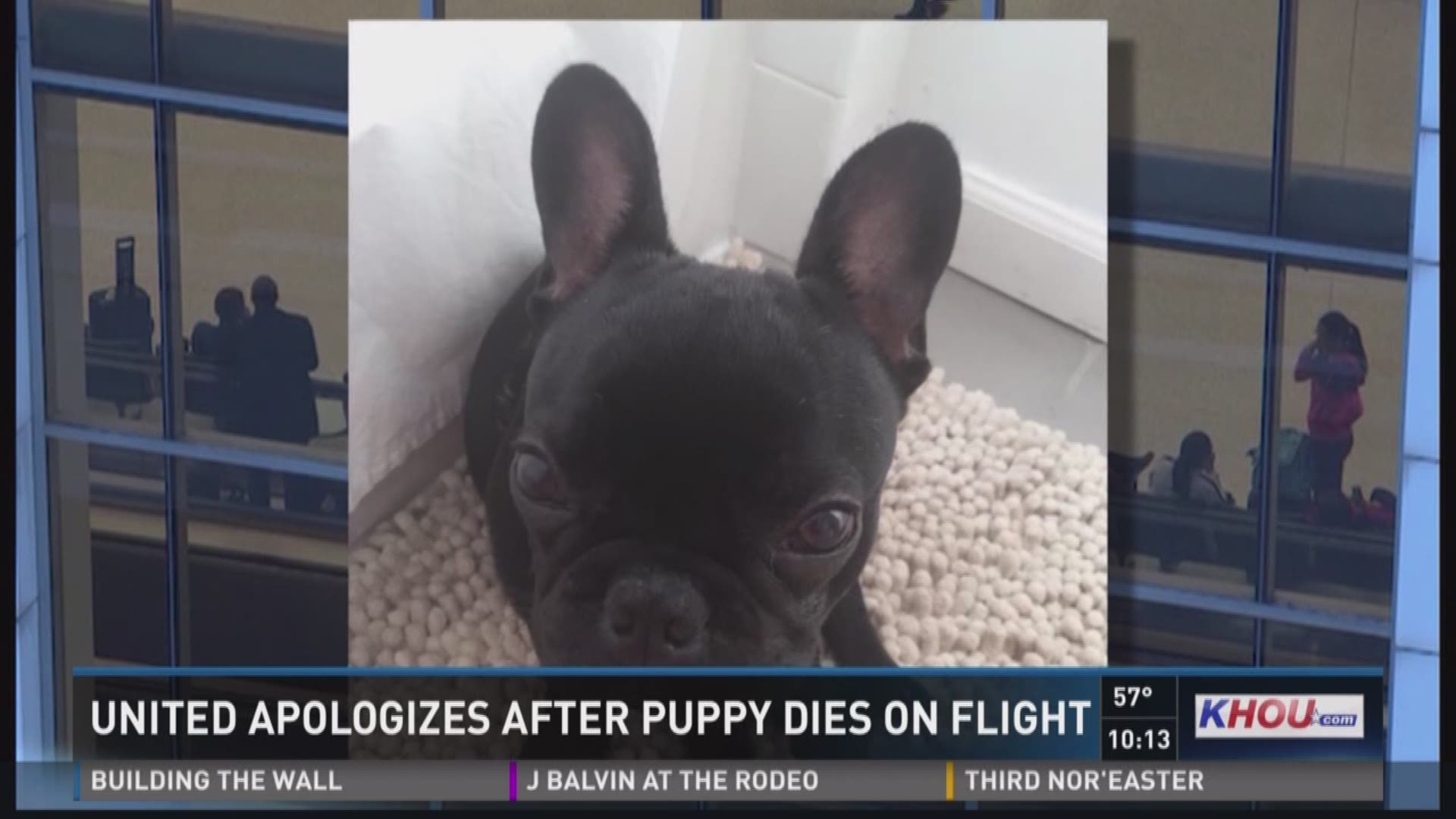 A flight attendant ordered a woman to put her beloved French Bulldog puppy in an overhead bin. When the flight landed the woman realized her dog was dead.