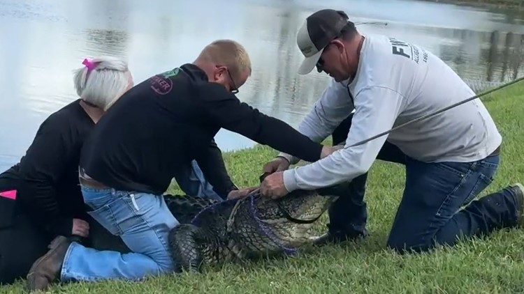 3 more alligators taken from Florida neighborhood after woman's death