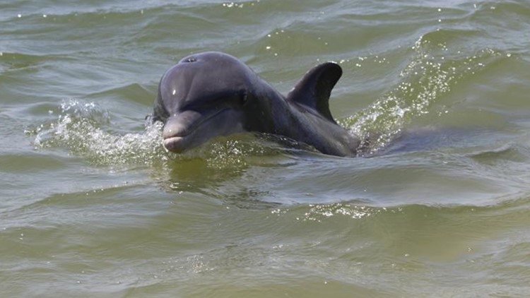 'Aggressive' dolphin on Texas coast deemed threat to public safety, NOAA says