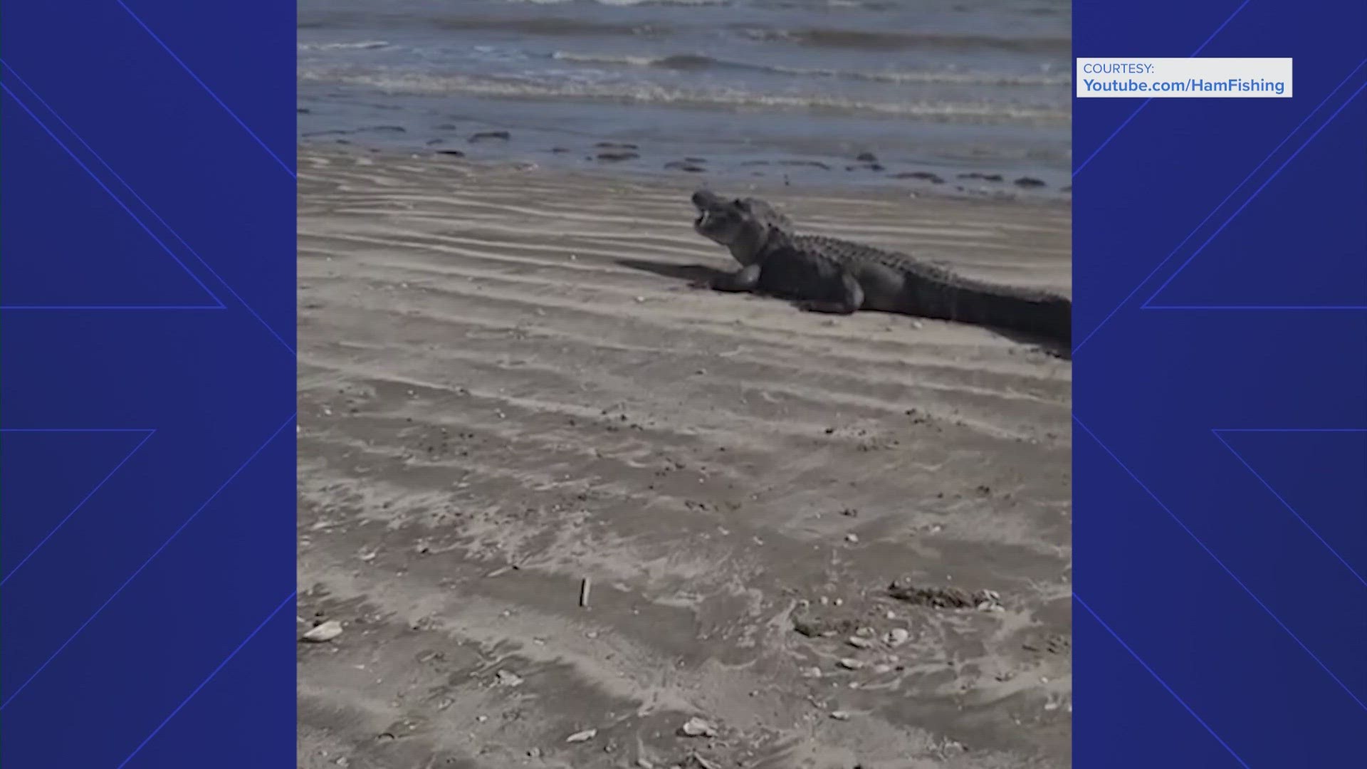 It's not a common sight, but wildlife experts said alligators do sometimes leave freshwater and briefly visit salt water to get rid of parasites.