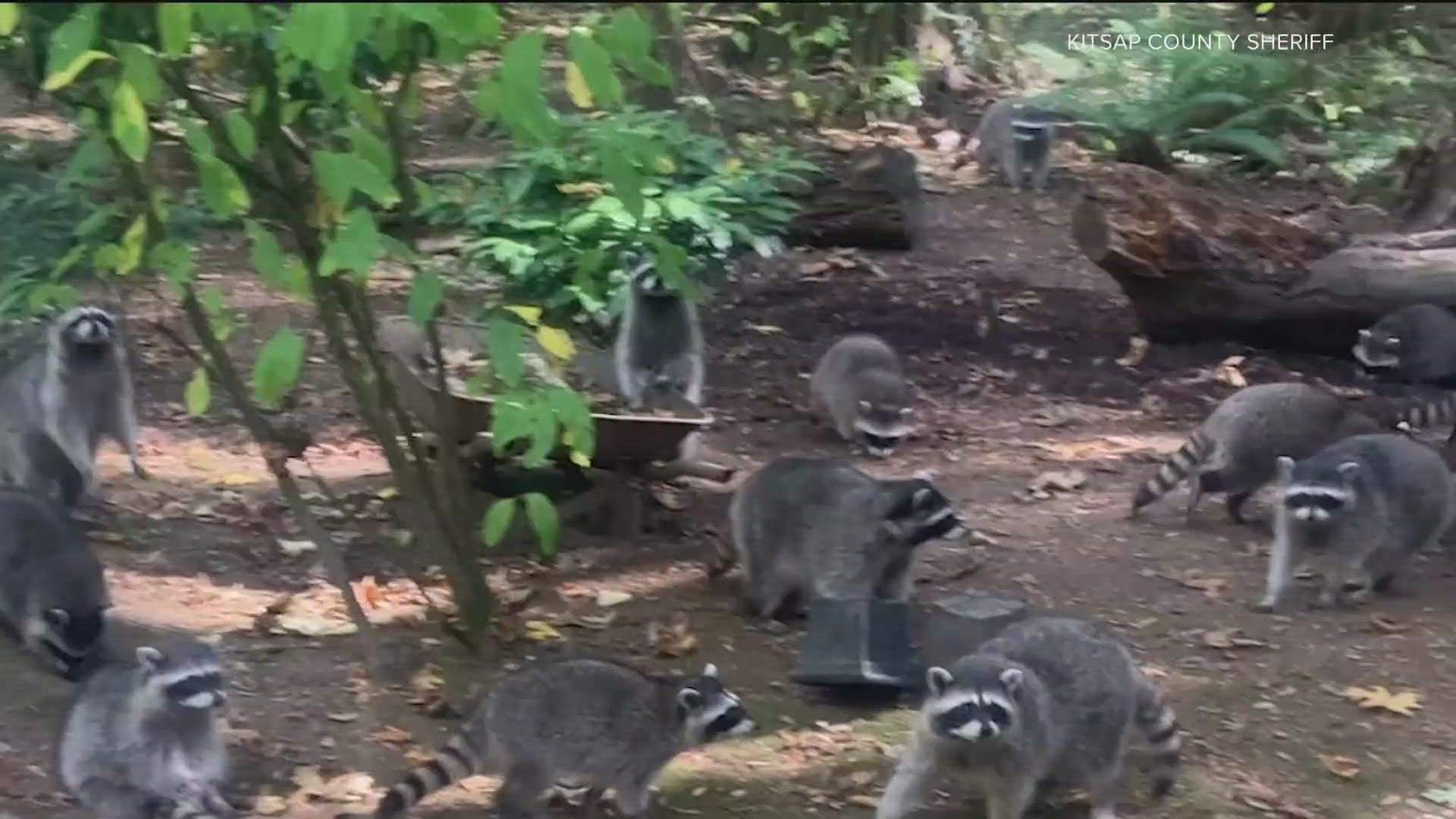 The woman told deputies she started feeding raccoons around her house about 35 years ago without any problems. Six weeks ago the population of raccoons "exploded."