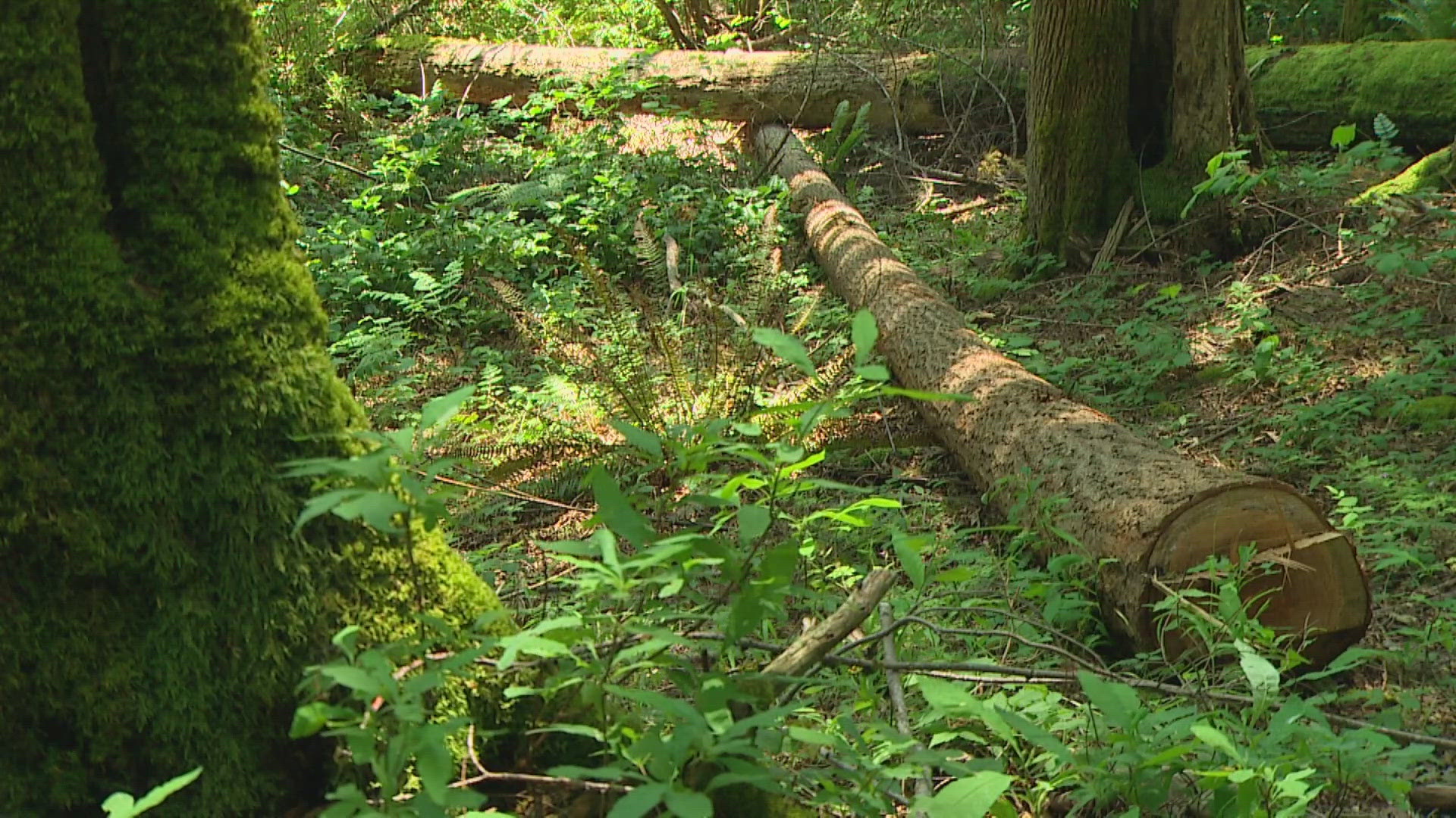 King County alleges three Issaquah residents cut over 140 trees on public land to allegedly enhance views. Now, the county is seeking nearly $7 million in damages.