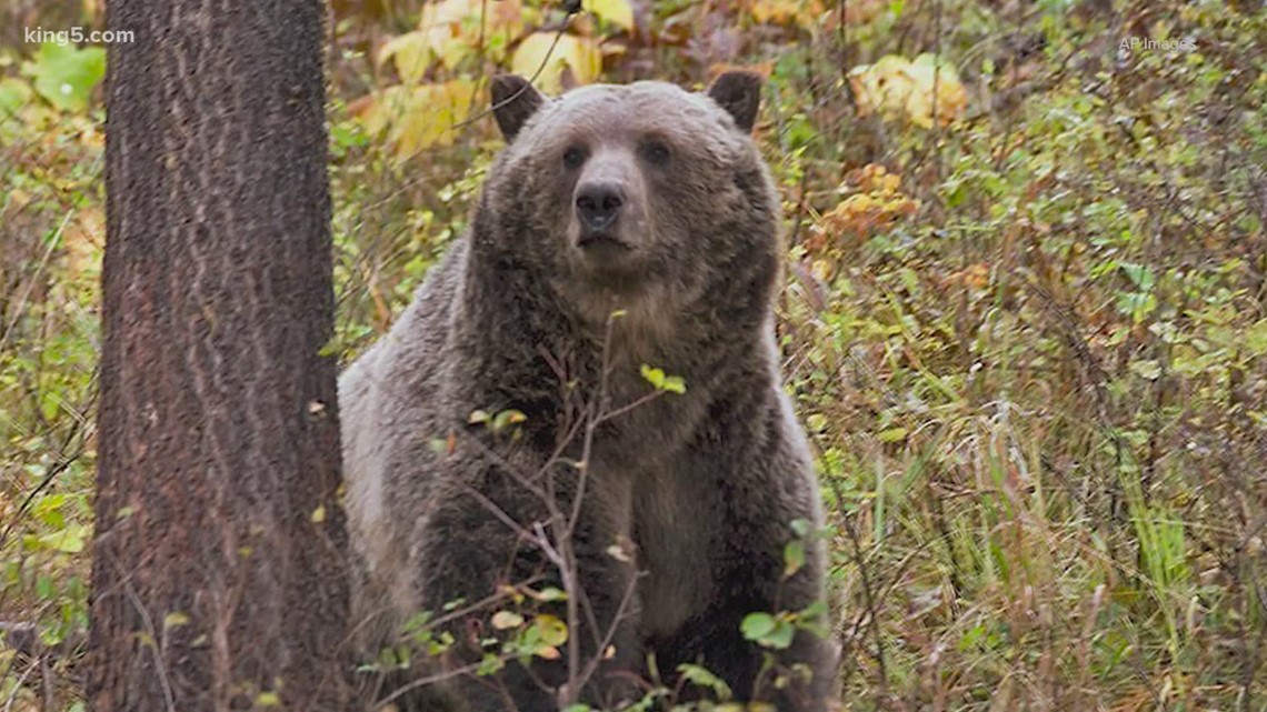 Grizzly Bears Are Coming Back To The North Cascades 