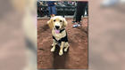Hero pup that saved his owner from rattlesnake honored at Diamondbacks game