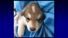 Volunteers needed to cuddle rescued wolfdog puppies in Arizona