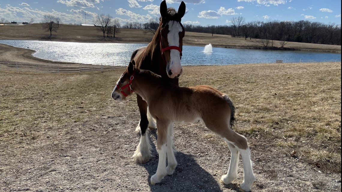 The making of a Budweiser Clydesdale - Vimarsana News