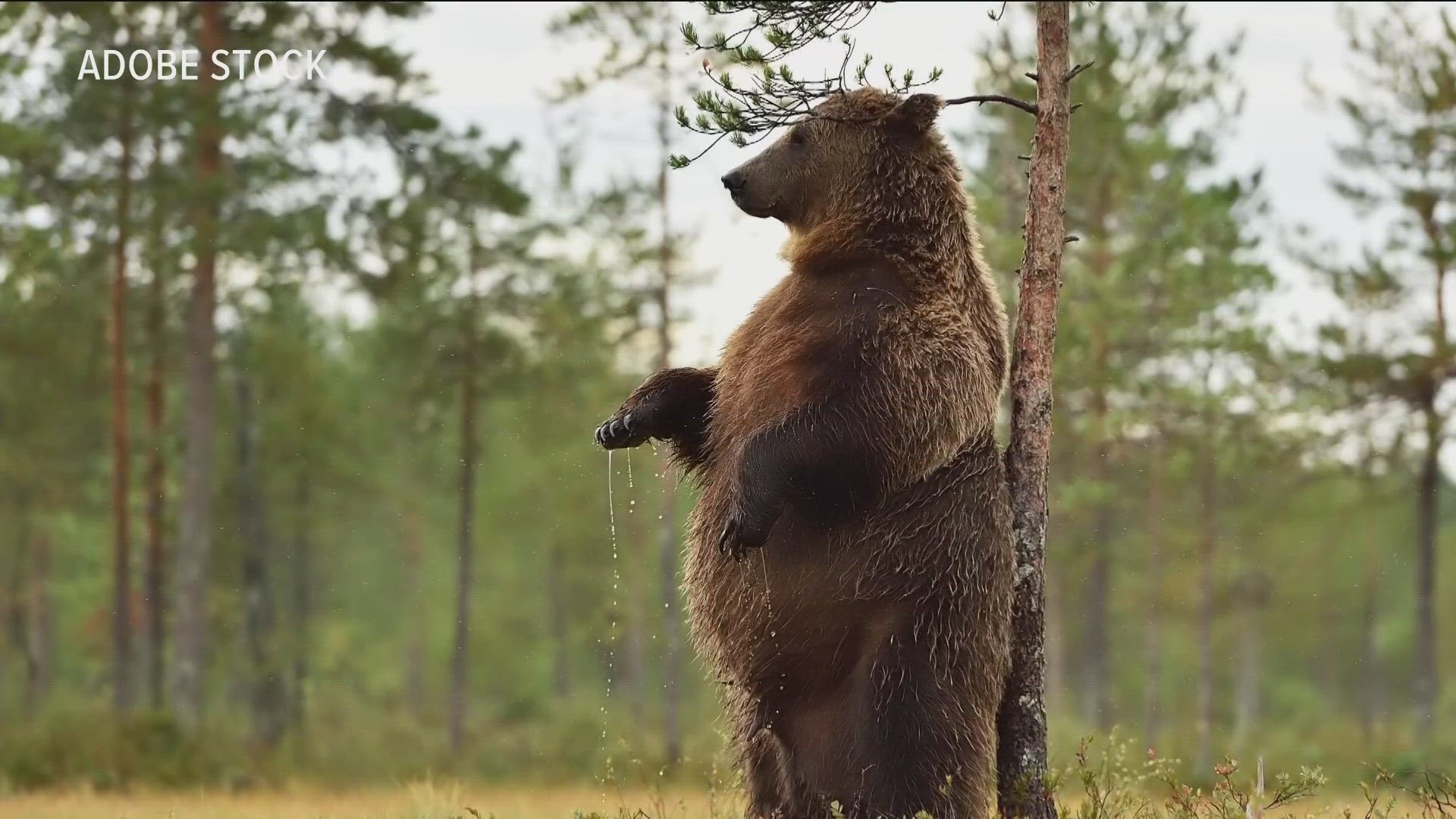 Calling all fierce Mama Bears! Show the world you protect what's