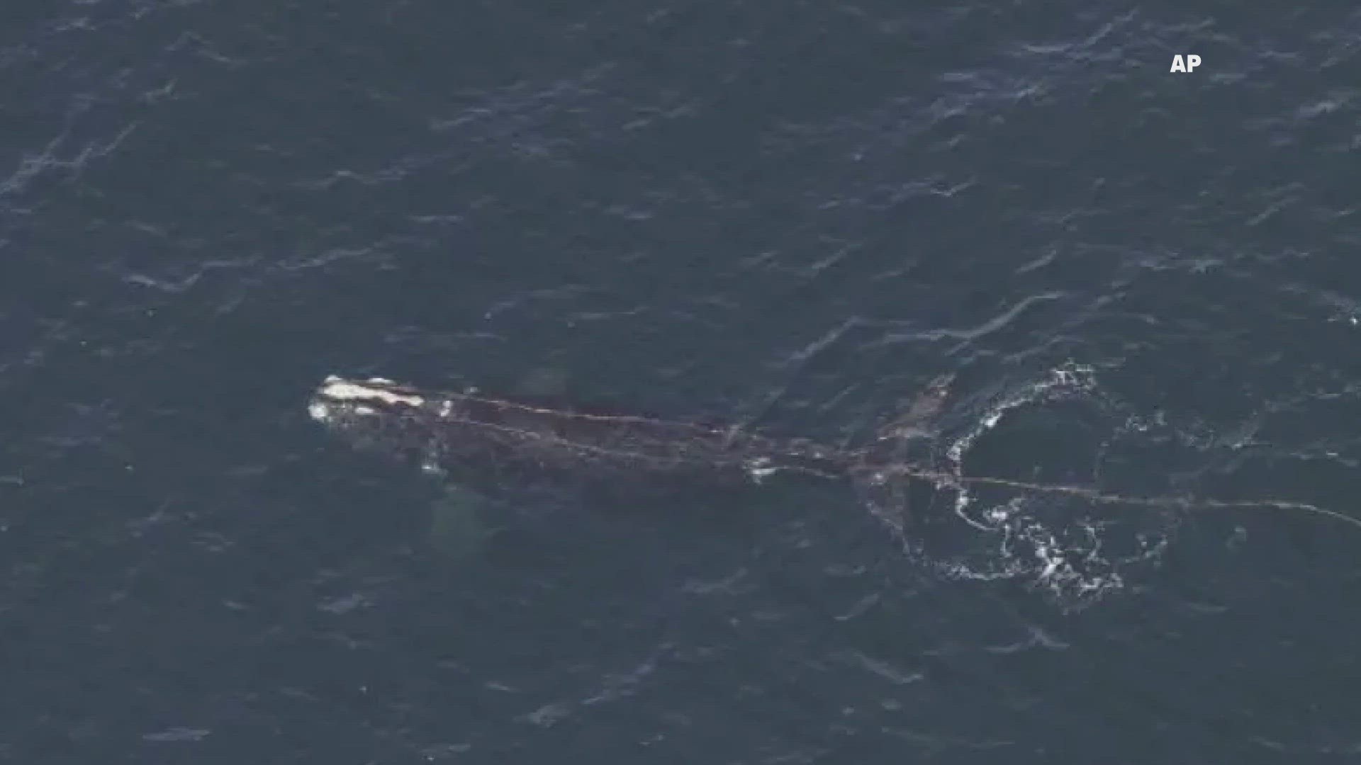 Right whale found entangled off New England coast | wgrz.com