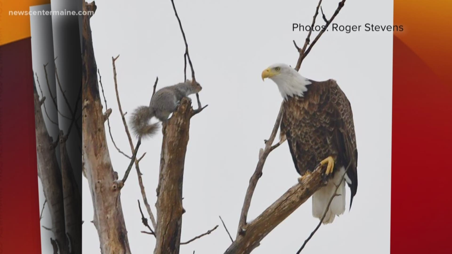 An picture of an eagle and a squirrel facing off in Lincoln is going viral.
