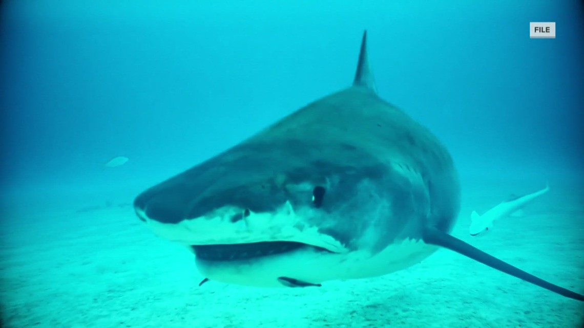 Shark spotted in Florida beach as people rush out of water | wgrz.com