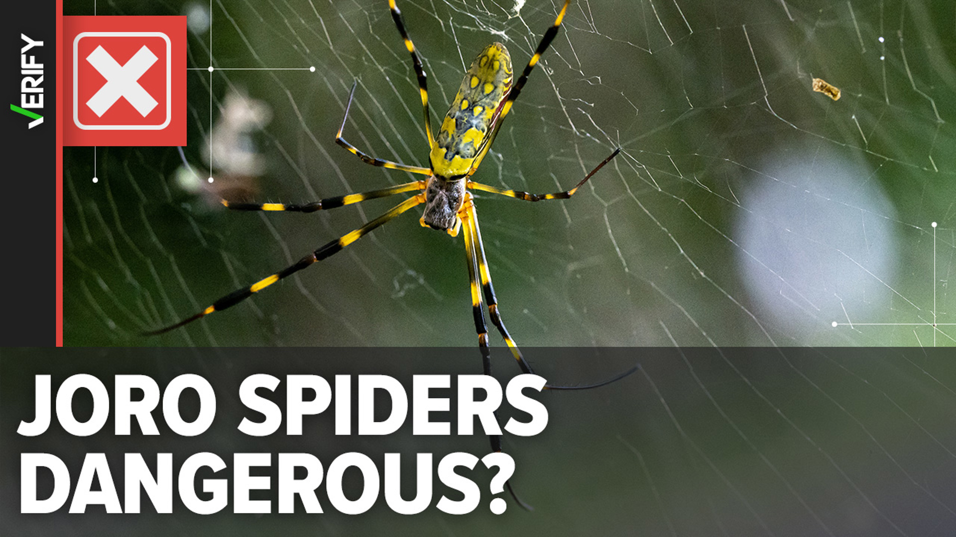 Have you seen headlines about flying, venomous Joro spiders invading the East Coast this summer? Here’s why you shouldn’t worry.