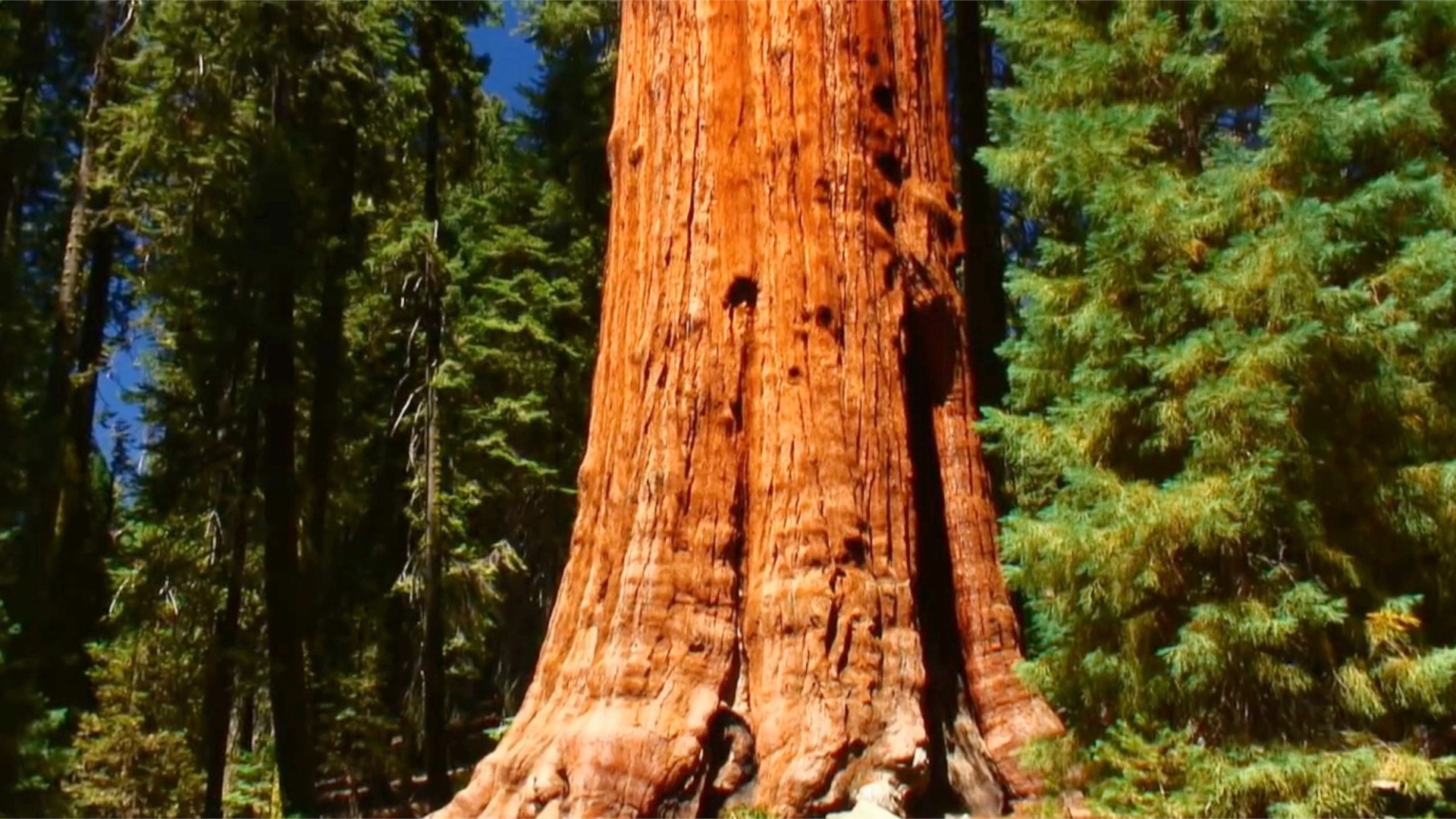 Giant sequoias are one of the world's greatest natural wonders, but they're under threat by climate change and wildfires. Veuer's Tony Spitz has the details.
