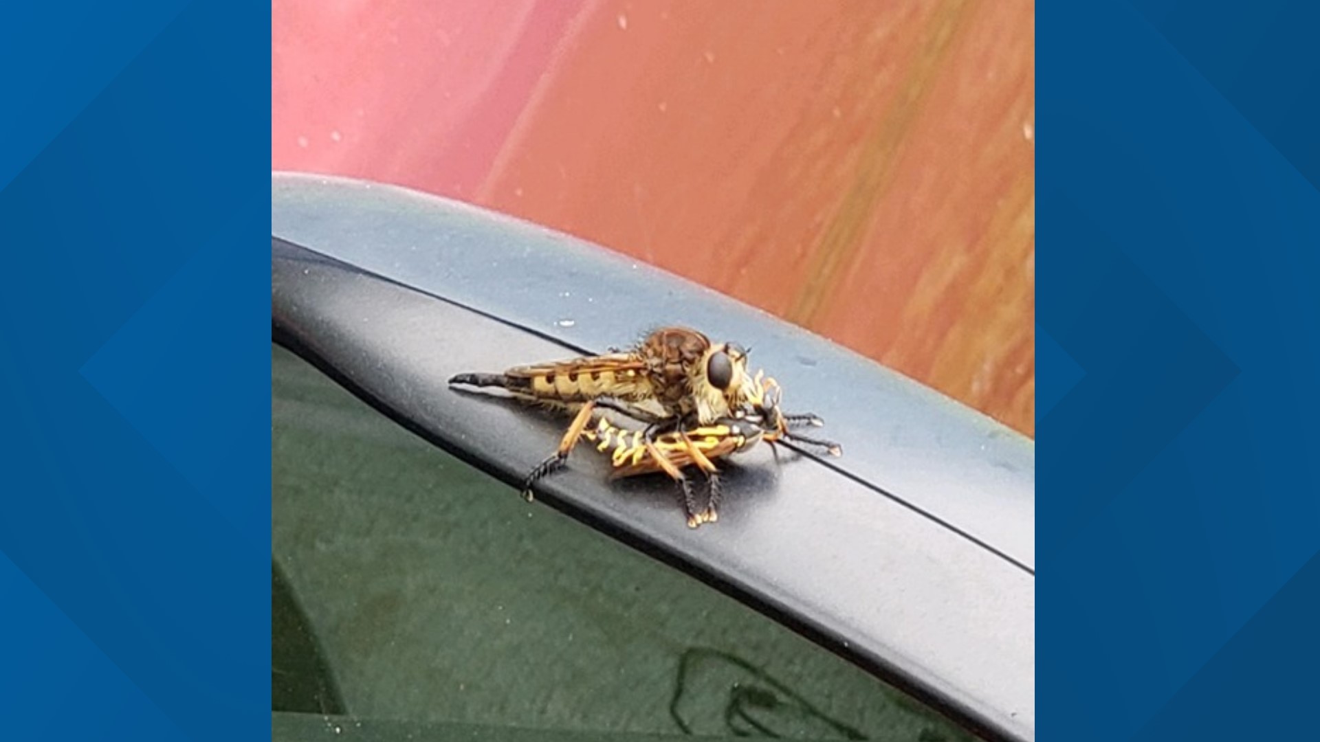 Pantera Insect Meet the 'Bee Panther,' a massive insect even wasps fear | wgrz.com