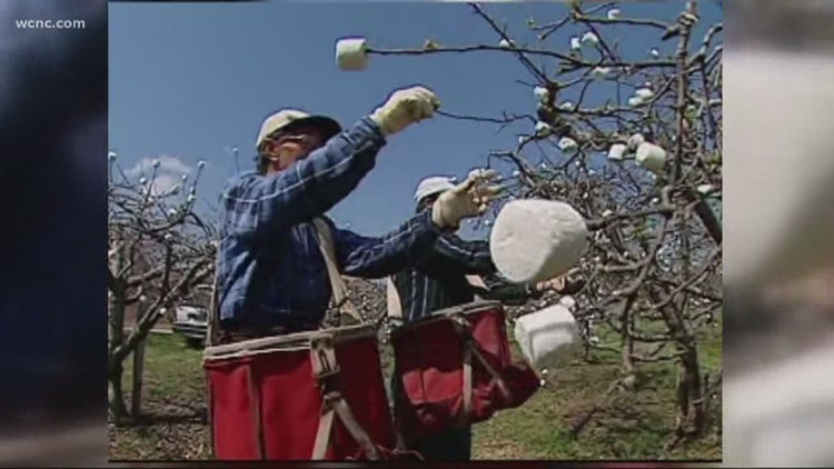 2 decades later, people still think marshmallows grow on trees