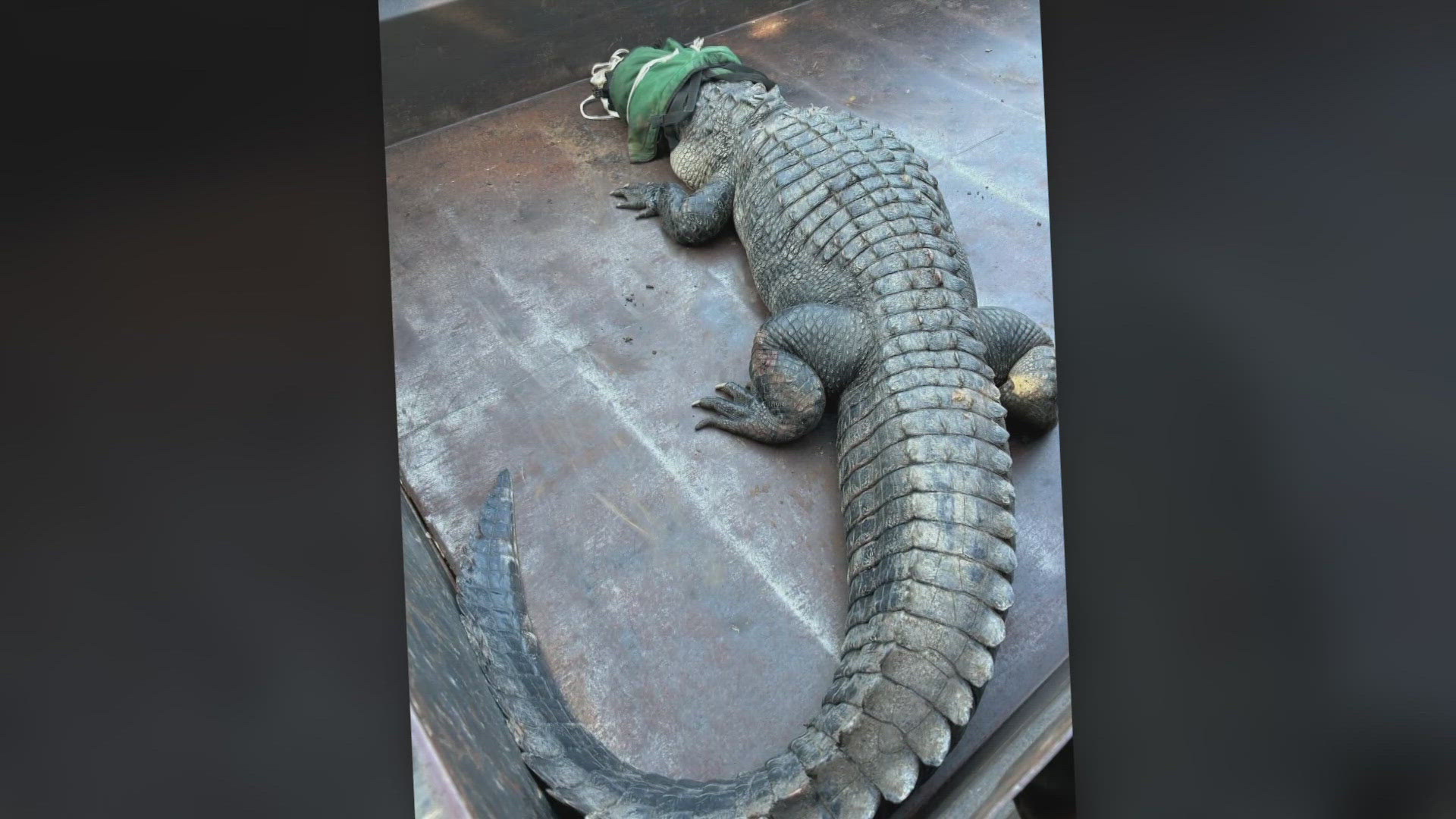 The gator was moved to a "protected, more remote location," according to the Texas Parks and Wildlife Department