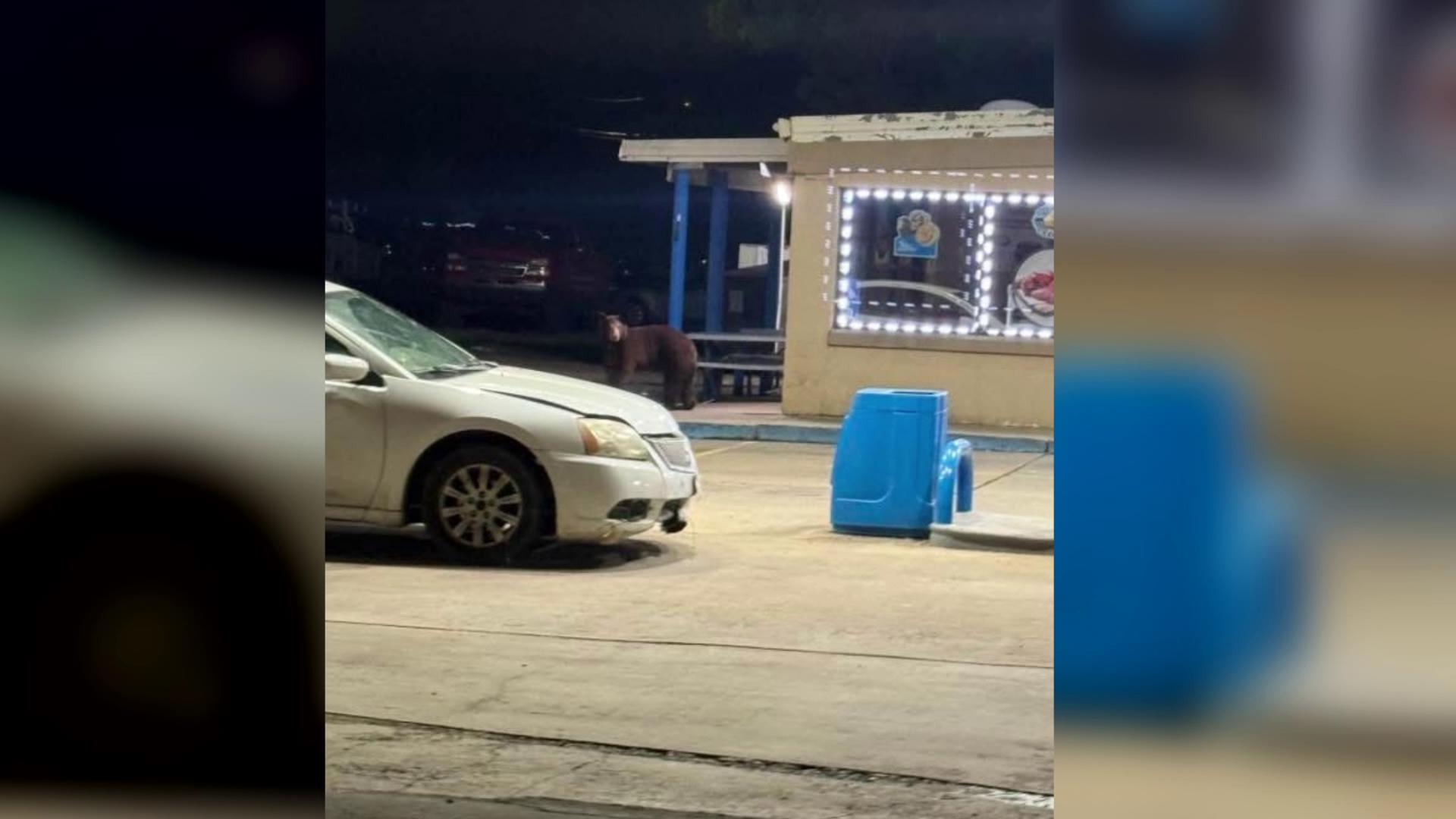 Residents of the small North Texas town of Savoy couldn't believe their eyes when they saw what was roaming around nearby. Via: KTEN/UGC.