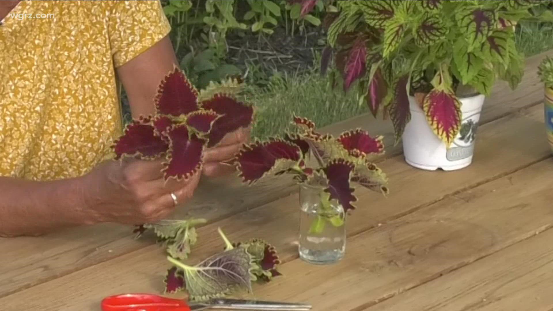 In this week's 2 the Garden, gardening expert Jackie Albarella shares a few tips about plant propagation.