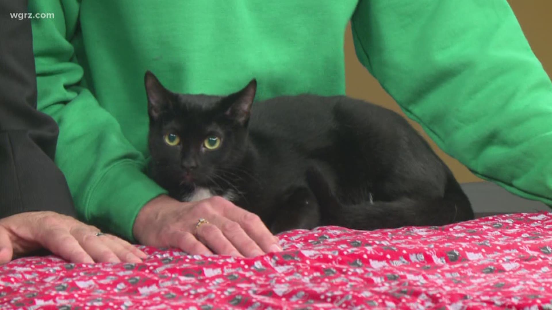 Katierose is a black cat at the City of Buffalo Animal Shelter who is one and a half years old. She is very calm and kind and is looking for a good home.