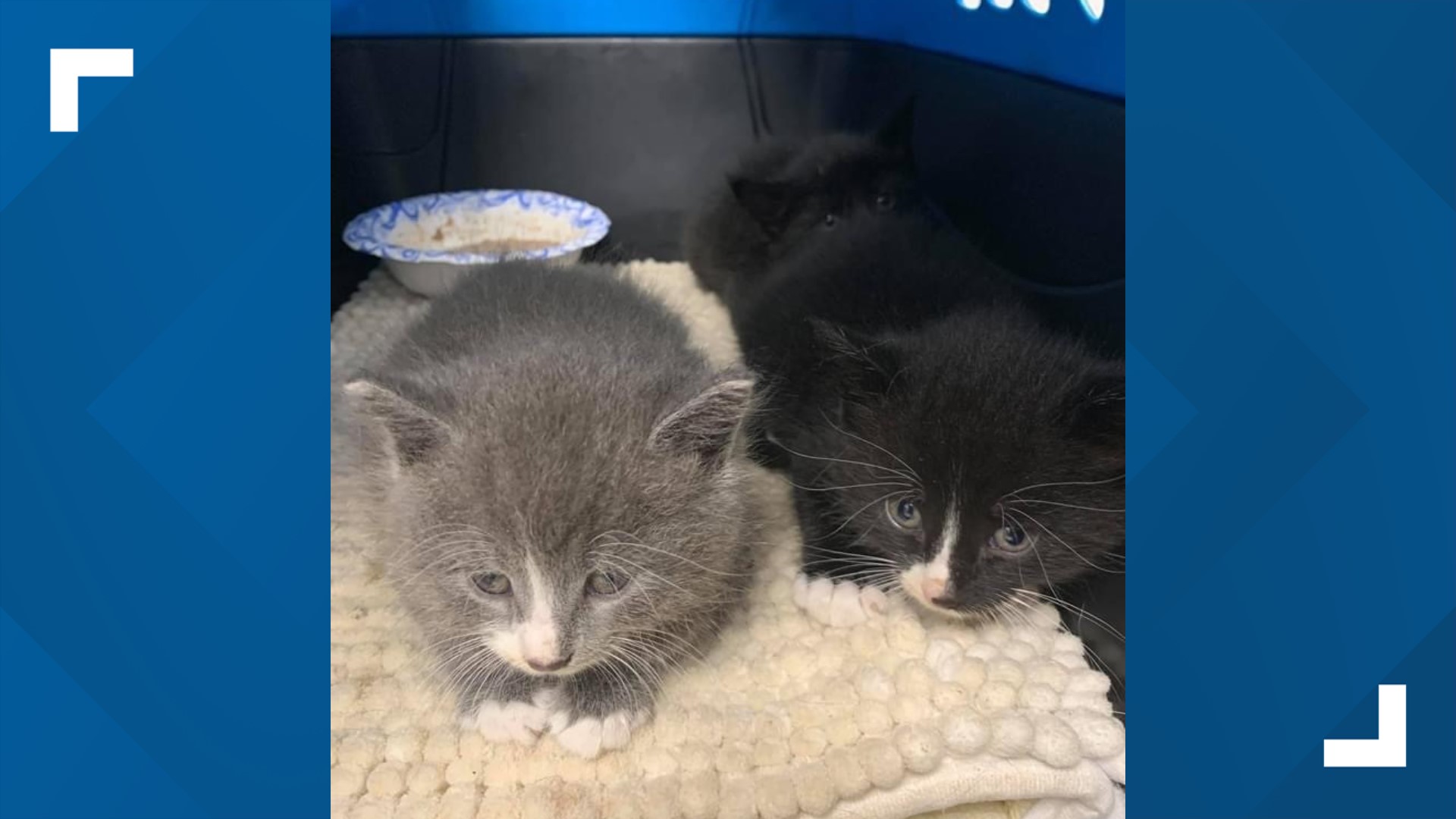 Kittens found in Tonawanda dumpster; Local cat rescue group issues