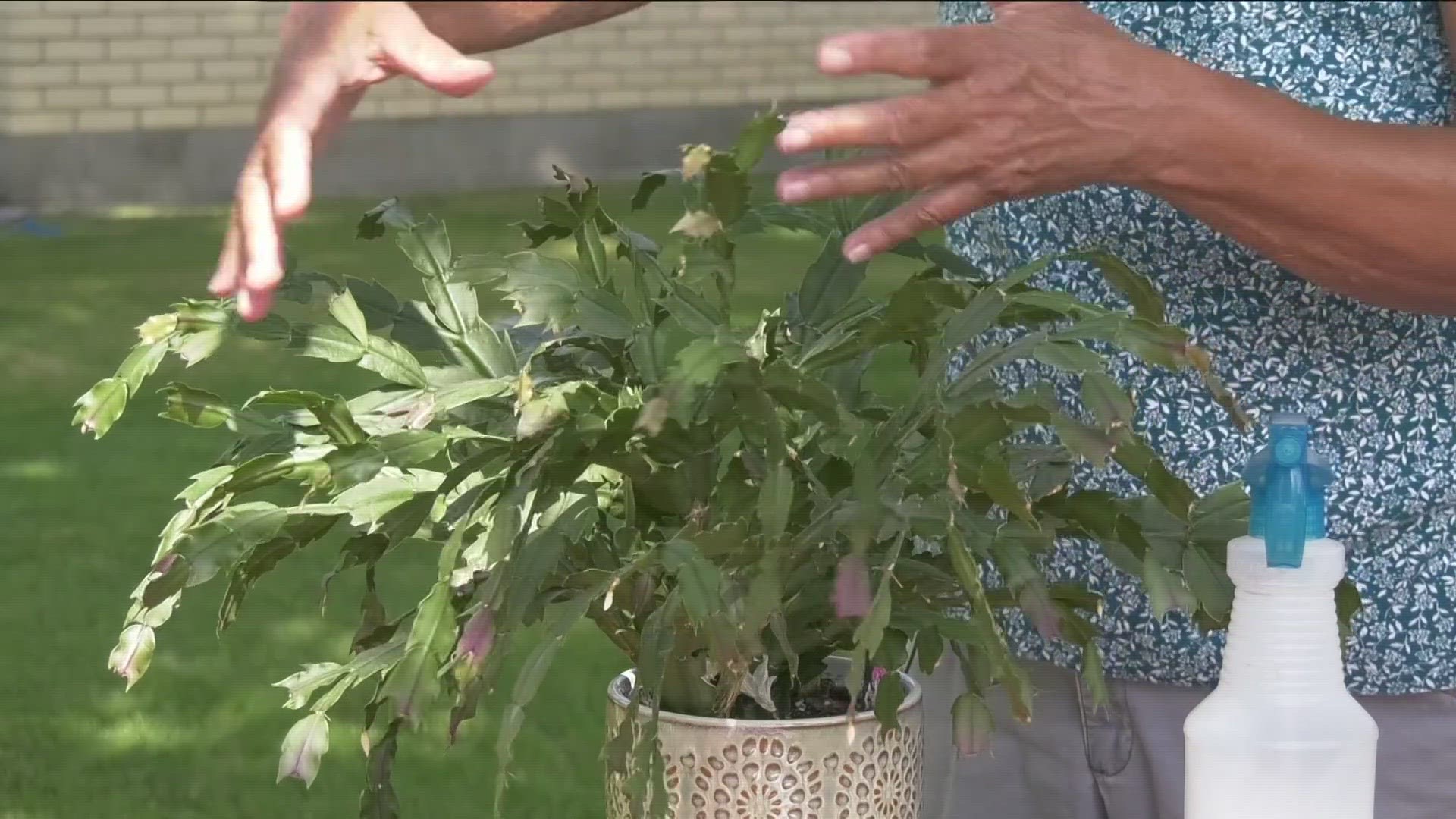 2-the-garden-time-to-bring-plants-inside-as-fall-nears-wgrz