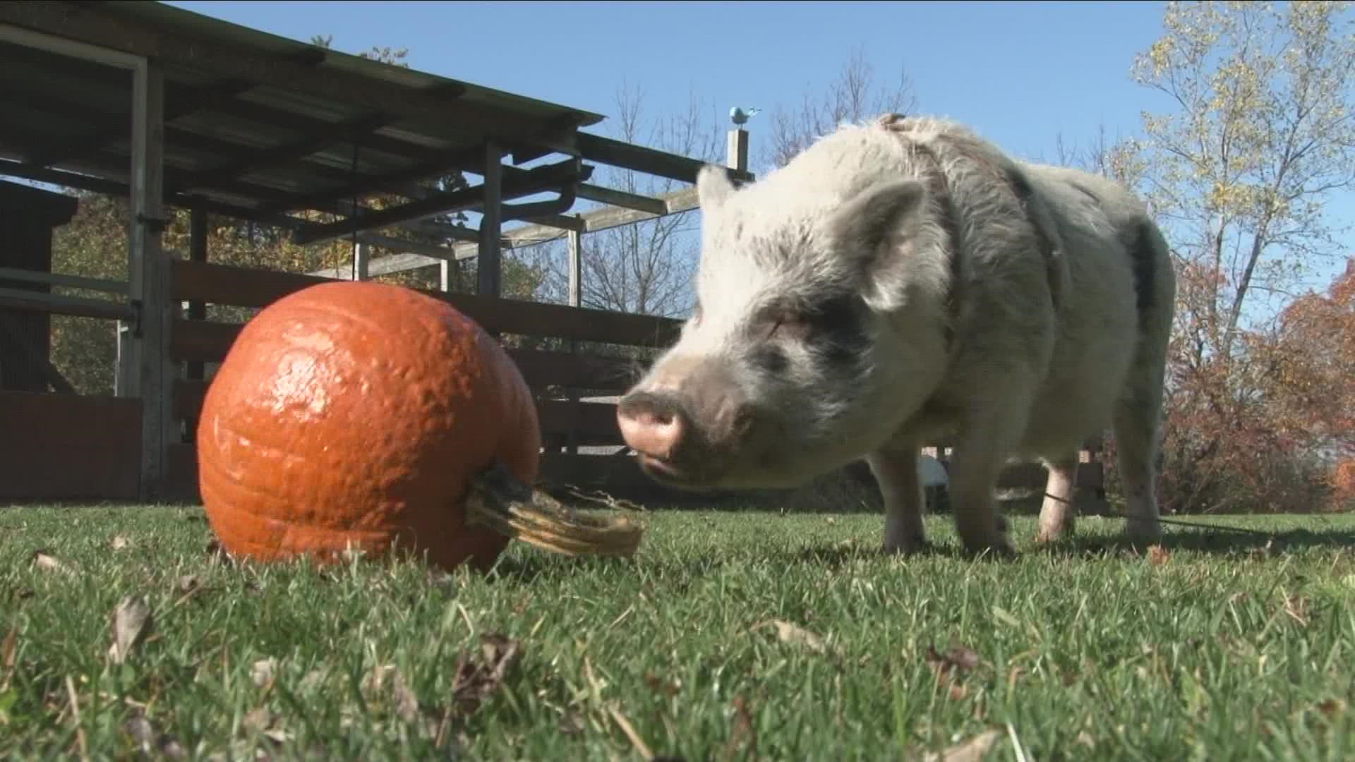 Most Buffalo: 'Recycling Our Carved Pumpkins'