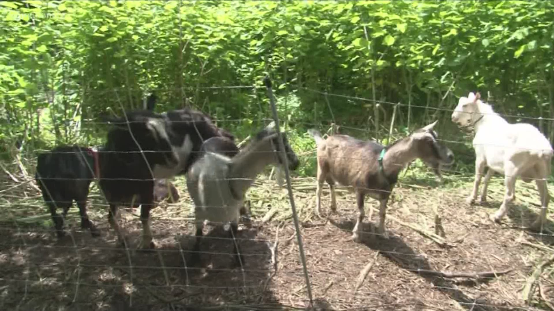 Erie County Using Goats To Kill Invasive Plants