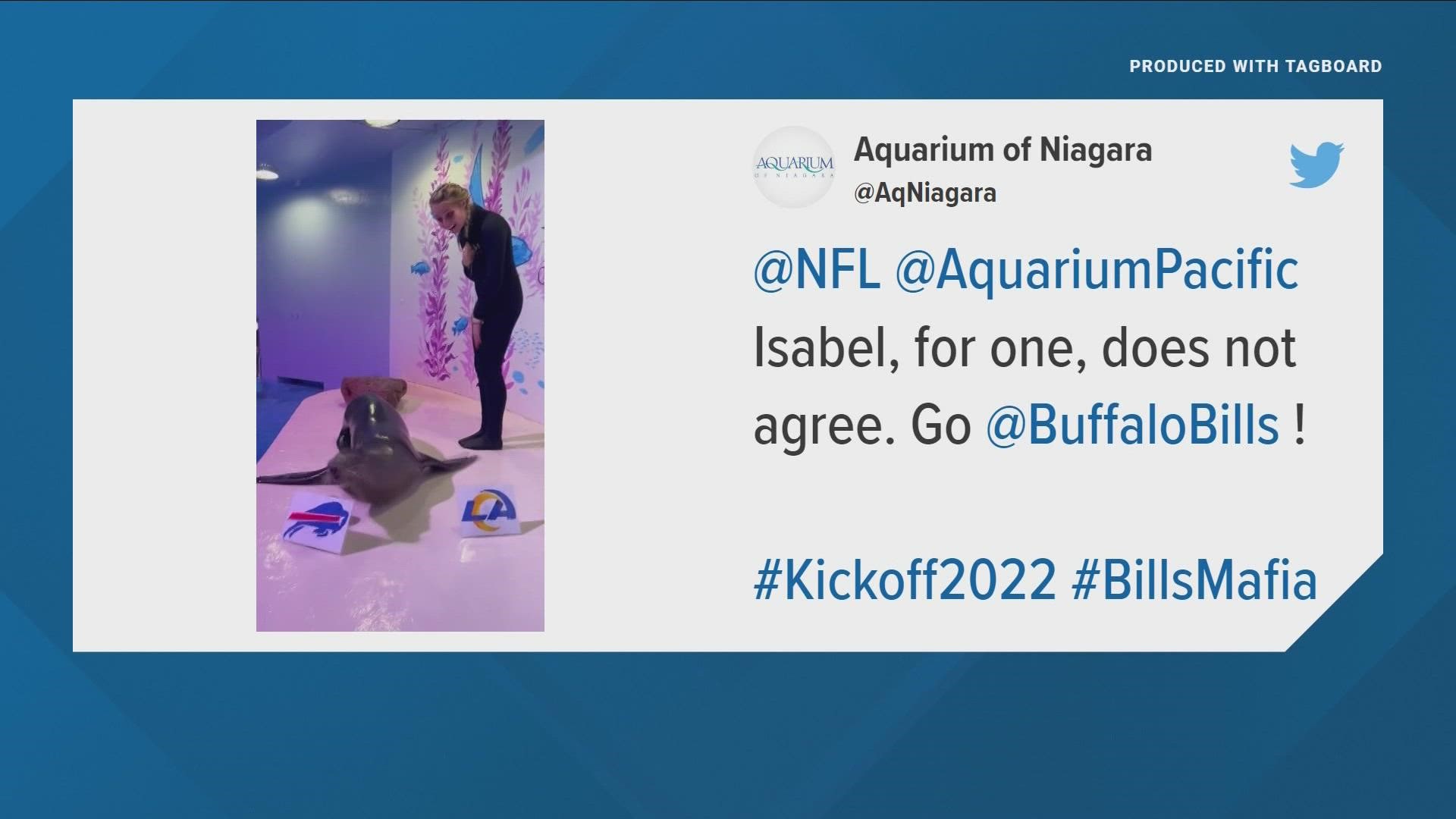 Aquarium sea lion Isabel picks Buffalo Bills to win