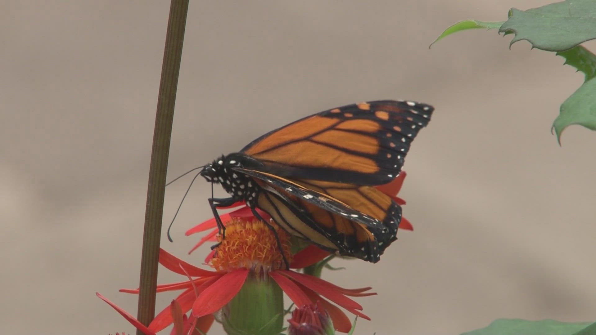 Butterfly experience at the Botanical gardens 6/11/25