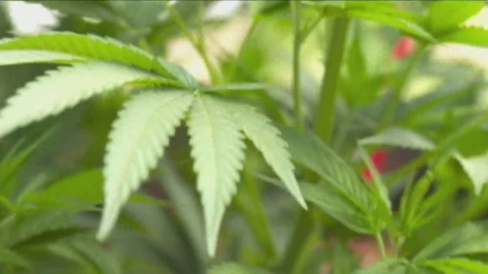 "Positive Effect " Of Legalizing Marijuana