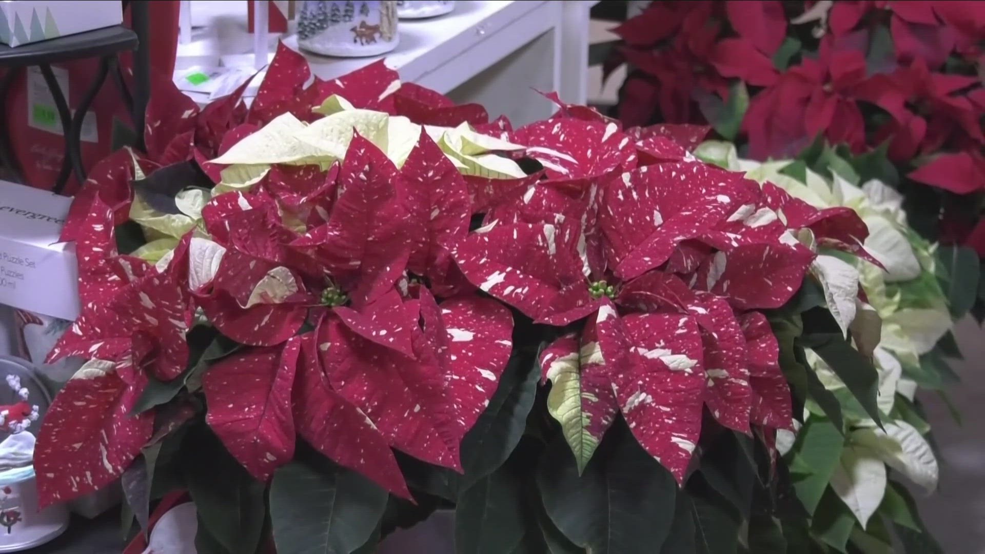 As we officially enter the holiday season, Jackie Alberella has the perfect plant for you to add to your plant collection.