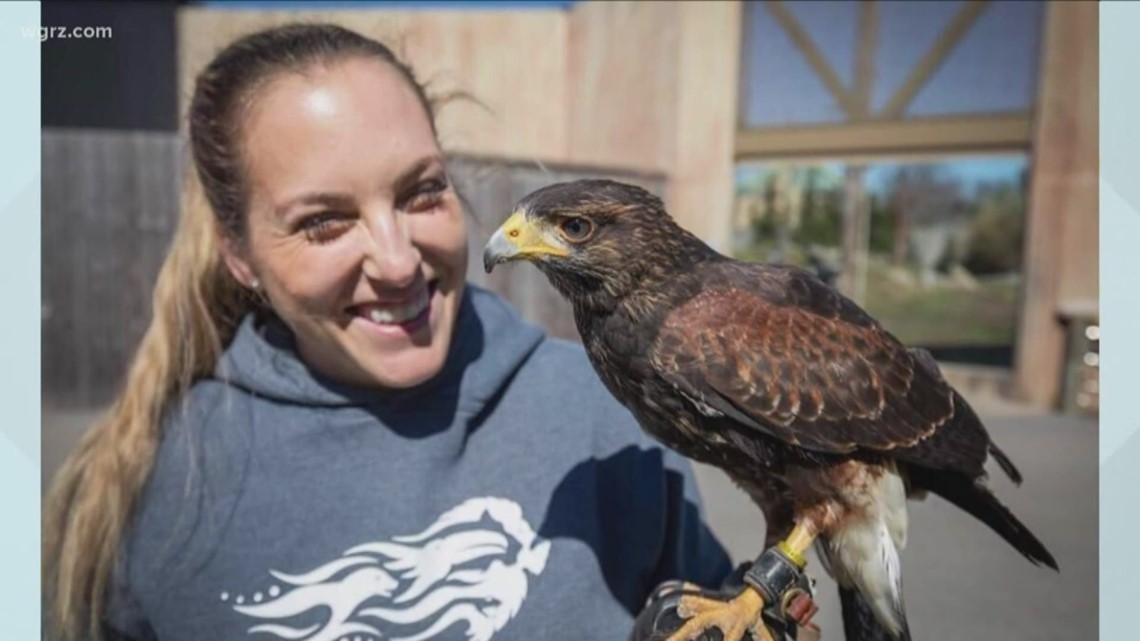 Buffalo Zoo celebrates addition of 7-month hawk while closed to visitors